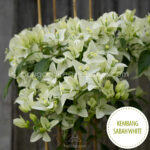 Kembang Sabah White bougainvillea kerti sokat virágzó dísznövény webshop eladó