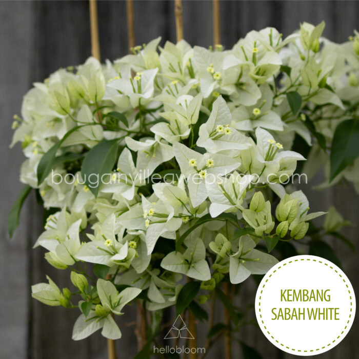 Kembang Sabah White bougainvillea kerti sokat virágzó dísznövény webshop eladó