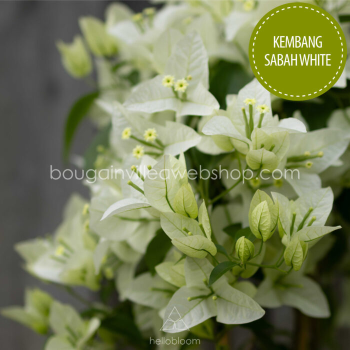 Kembang Sabah White murvafürt melegkedvelő mediterrán dísznövény