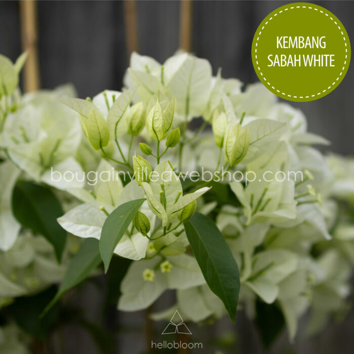 Kembang Sabah White bougainvillea mediterrán dísznövény magyarország eladó