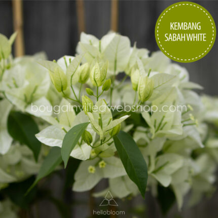 Kembang Sabah White bougainvillea mediterrán dísznövény magyarország eladó