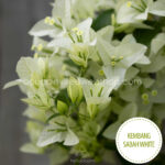 tarka levelű mediterrán cserepes növény Kembang Sabah White bougainvillea, variegated mediterranean potted plant in Europe