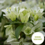 trópusi gazdagon virágzó, egzotikus kúszónövény vásárlás Kembang Sabah White bougainvillea, egzotic plant in Eu