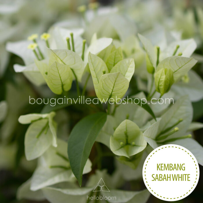 trópusi gazdagon virágzó, egzotikus kúszónövény vásárlás Kembang Sabah White bougainvillea, egzotic plant in Eu