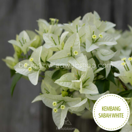 mediterrán kültéri dísznövény dézsában Magyarország Kembang Sabah White bougainvillea