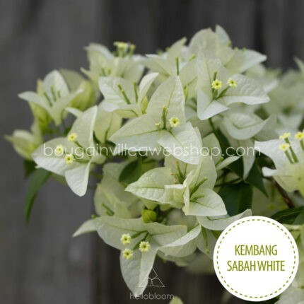 mediterrán kültéri dísznövény dézsában Magyarország Kembang Sabah White bougainvillea