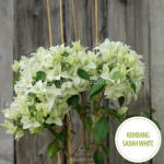 Kembang Sabah White bougainvillea, Kembang Sabah White murvafürt, egzotikus dísznövény