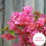 Hungary mediterranean tropical exotic plant for sale garden runner peach ornamental plant