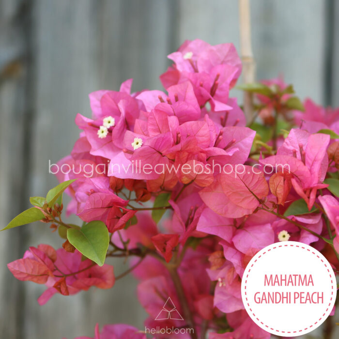 Hungary mediterranean tropical exotic plant for sale garden runner peach ornamental plant