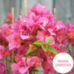 Mahatma Gandhi Peach bougainvillea a Mediterranean sun-tolerant, red ornamental plant