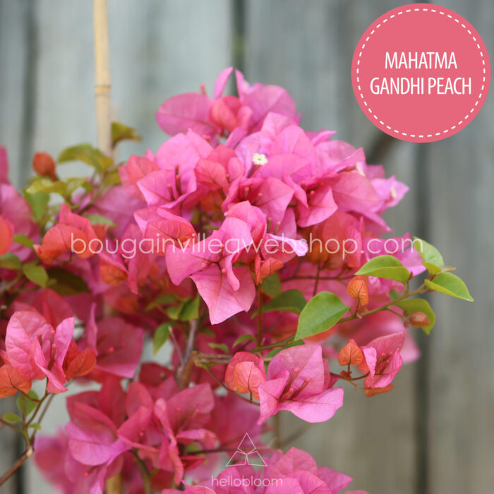 bougainvillea for sale Mediterranean plant market Hungary Mahatma Gandhi Peach ivy