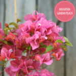 bougainvillea for sale Mediterranean plant market Hungary Mahatma Gandhi Peach ivy