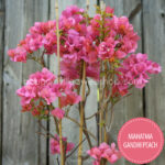 bougainvillea for sale Mediterranean plant market Hungary Mahatma Gandhi Peach ivy