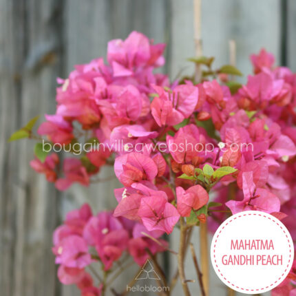 mediterrán növénypiac eladó Mahatma Gandhi Peach bougainvillea, mediterranean plant for sale in Europe