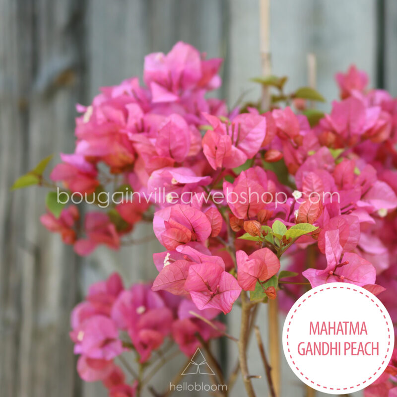 mediterranean plant market for sale Mahatma Gandhi Peach bougainvillea, mediterranean plant for sale in Europe
