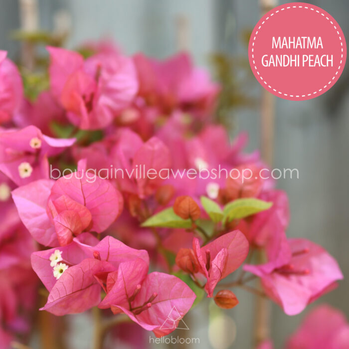 Mahatma Gandhi Peach bougainvillea, Mahatma Gandhi Peach ivy, exotic ornamental plant