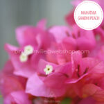 Mediterranean climbing plant sun-lover Hungary Mahatma Gandhi Peach bougainvillea, Mediterranean climbing plant sun-lover in Europe