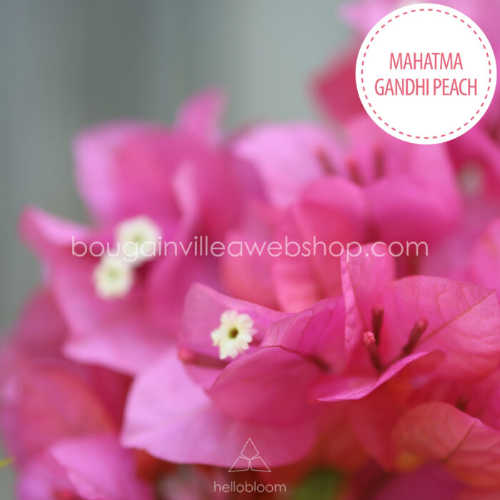 Mediterranean climbing plant sun-lover Hungary Mahatma Gandhi Peach bougainvillea, Mediterranean climbing plant sun-lover in Europe