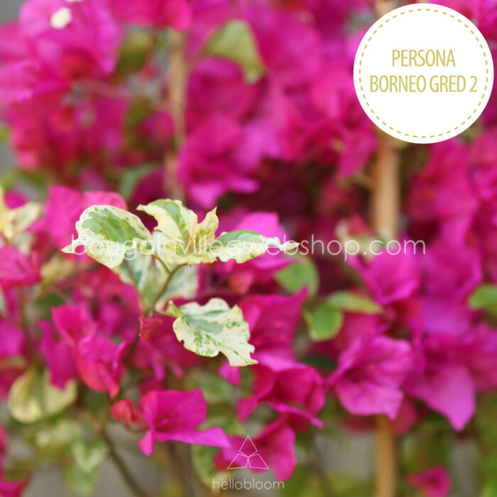 trópusi dézsás dísznövények vásárlása Persona Borneo Gred 2 bougainvillea Magyarország