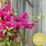 trópusi dézsás dísznövények vásárlása Persona Borneo Gred 2 bougainvillea Magyarország