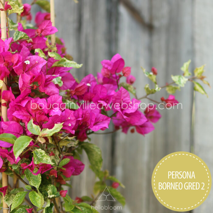 trópusi dézsás dísznövények vásárlása Persona Borneo Gred 2 bougainvillea Magyarország