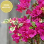 eladó bougainvillea mediterrán növénypiac Magyarország Persona Borneo Gred 2 murvafürt