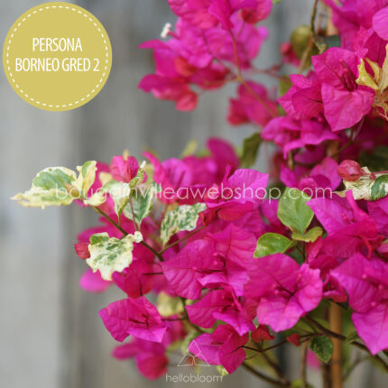 eladó bougainvillea mediterrán növénypiac Magyarország Persona Borneo Gred 2 murvafürt