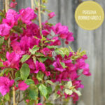 bougainvillea murvafürt kertészet Magyarország dézsás kerti egzotikus trópusi növény