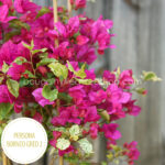 eladó bougainvillea mediterrán növénypiac Magyarország Persona Borneo Gred 2 murvafürt