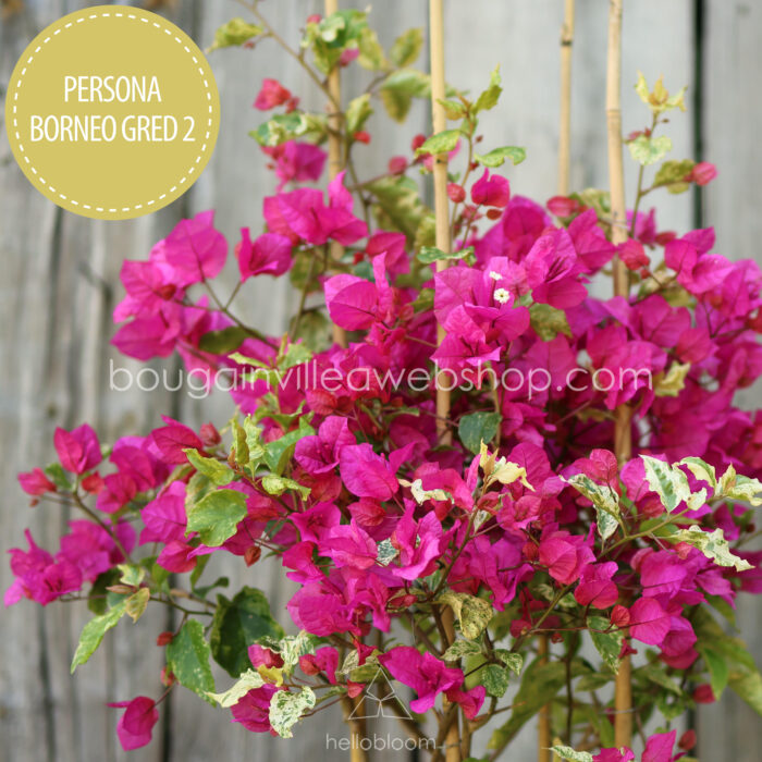 Persona Borneo Gred 2 bougainvillea, Persona Borneo Gred 2 murvafürt, egzotikus dísznövény
