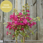 mediterrán kúszónövény napimádó Magyarország Persona Borne Gred 2 bougainvillea, Mediterranean climbing plant sun-lover in Europe