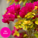 Pink Wonder ritka egzotikus bougainvillea eladó magyarország mediterrán kertészet