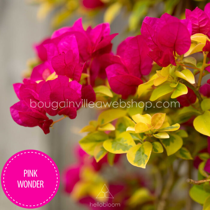 Pink Wonder ritka egzotikus bougainvillea eladó magyarország mediterrán kertészet