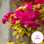 pink rózsaszín sokat virágzó trópusi egzotikus dísznövény Pink Wonder bougainvillea