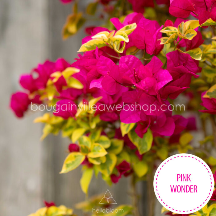 pink rózsaszín sokat virágzó trópusi egzotikus dísznövény Pink Wonder bougainvillea