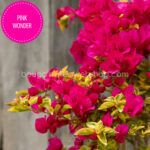 Pink Wonder bougainvillea, Pink Wonder murvafürt, egzotikus dísznövények