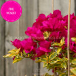 magyarország bougainvillea webshop mediterrán növénypiac Pink Wonder bougainvillea