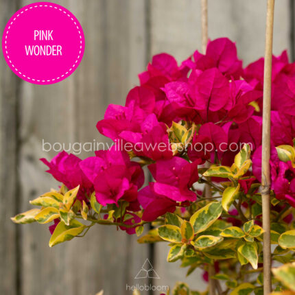 hungary bougainvillea webshop mediterranean plant market Pink Wonder bougainvillea