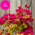 bougainvillea webshop Magyarország Pink Wonder bougainvillea mediterrán dísznövény