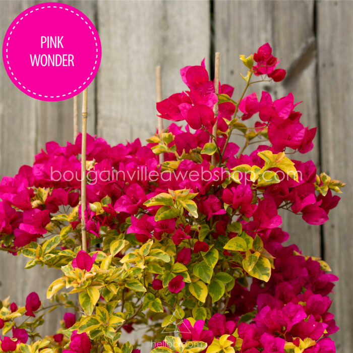 bougainvillea webshop Magyarország Pink Wonder bougainvillea mediterrán dísznövény