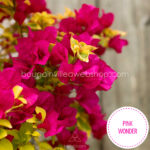 Pink Wonder bougainvillea kerti sokat virágzó dísznövény webshop eladó