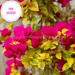 Pink Wonder bougainvillea pink rózsaszín murvafürt dísznövény online webshop