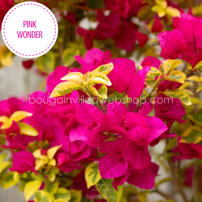 trópusi mediterrán dísznövény a kertben folyton virágzó pink rózsaszín virágú Pink Wonder bougainvillea dísznövény