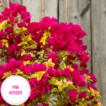 trópusi mediterrán dísznövény a kertben folyton virágzó pink rózsaszín virágú Pink Wonder bougainvillea dísznövény