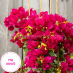 Pink Wonder bougainvillea magyarországi bougainvillea kézműves kertészet online webshop