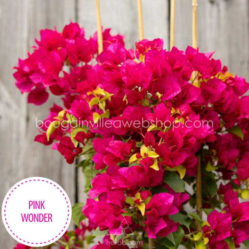 Pink Wonder bougainvillea magyarországi bougainvillea kézműves kertészet online webshop