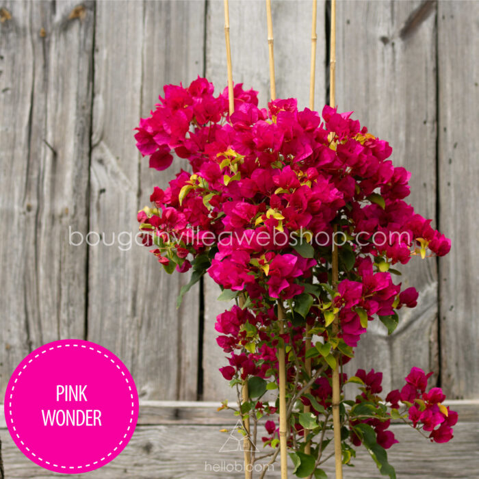 Magyarország mediterrán trópusi egzotikus növény eladó kerti futó pink dísznövény Pink Wonder bougainvillea webshop