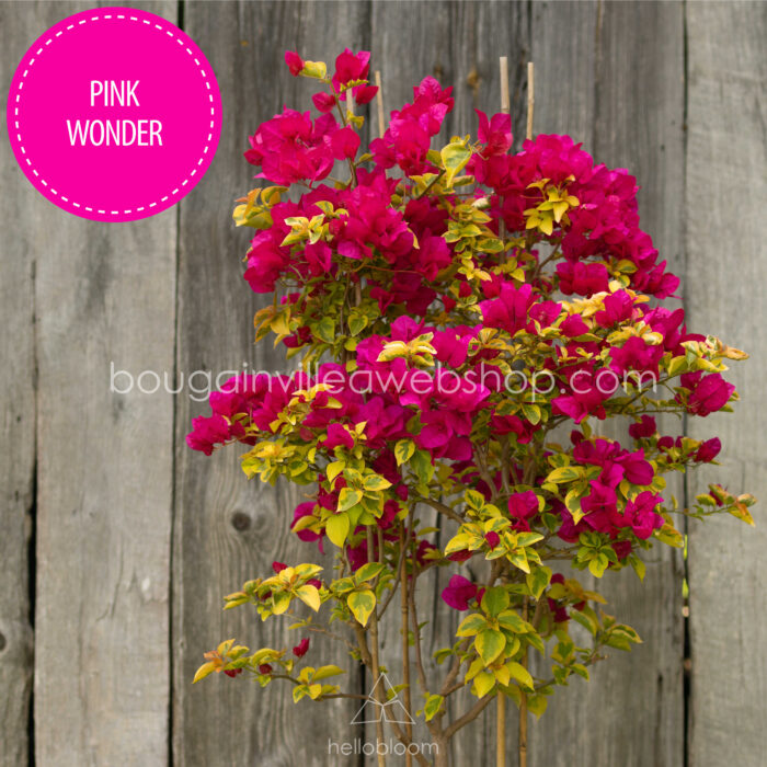 Pink Wonder bougainvillea murvafürt kert trópusi ritka folyton virágzó dísznövény