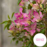 Sexy Ice bougainvillea murvafürt kerti dézsás trópusi ritka dísznövény