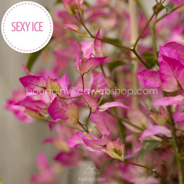 mediterrán növénypiac eladó bougainvillea Magyarország Sexy Ice bougainvillea